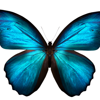 The butterfly represents lightness and can land anywhere in the grounds. And the flutter of its wings is reflected in the architecture.